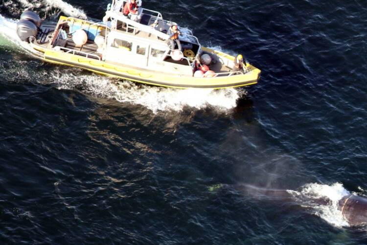 นักวิทยาศาสตร์พยายามปลดปล่อยวาฬไรท์ที่พันกันในอ่าวเคปค้อด